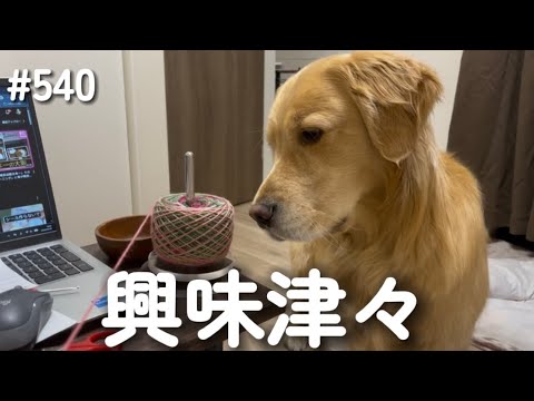 興味津々なモンちゃん【ゴールデンレトリバー】 サムネイル