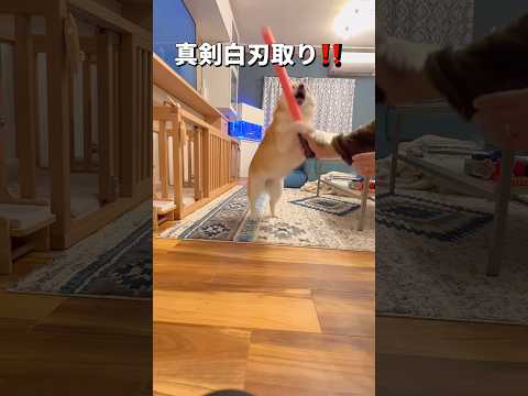 毎日の戦い🤣柴犬 shorts shibainu サムネイル