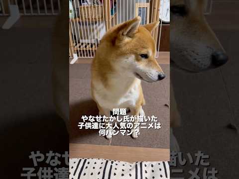 早押しクイズかな😆　柴犬　柴犬とん サムネイル
