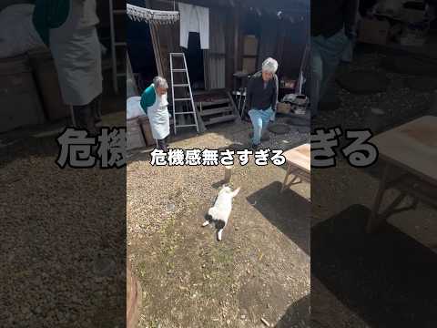 心配になるくらい危機感なさすぎる 猫 ハチワレ 家猫 shorts サムネイル