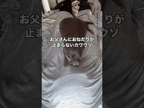 パパにおねだりが止まらないカワウソが可愛すぎる カワウソ コツメカワウソ おねだり shorts サムネイル