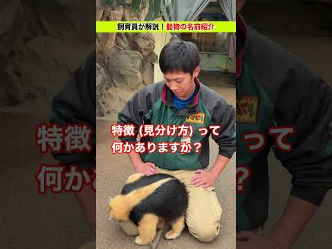 【動物の名前紹介】アリクイのケイくん & イクくん！ サムネイル