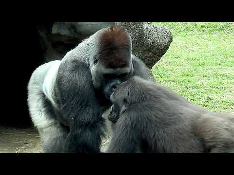 Between gorilla couple D'jeeco,Tayari,Iriki金剛猩猩Tayari,Iriki… サムネイル
