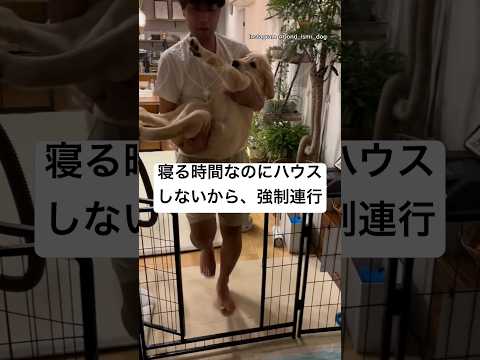 パパに抱っこされて連行される子犬　ゴールデンレトリバー 大型犬　子犬　犬　かわいい サムネイル