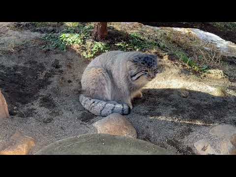 ナゴムくん もう元気そうネ☺️ マヌルネコ　那須どうぶつ王国にて　2026年1月4日 サムネイル