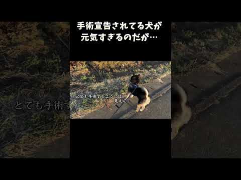 手術宣告をされている犬が元気すぎるのだが