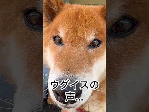 ’26.4.18 力丸のお気に入り… 柴犬 shibainu 柴犬のいる暮らし 柴犬の日常 お散歩 食べる犬 力丸 サムネイル