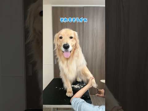 バイバイボンバー 大型犬 ゴールデンレトリバー サムネイル