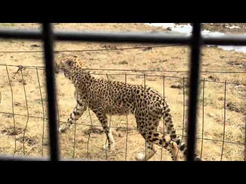 ヒョウ🐆ゾーン　スーパージャングルバスに乗ったヨ！　富士サファリパークにて　2026年２月20日 サムネイル