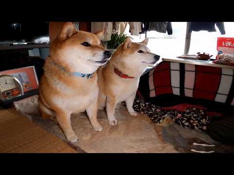 オヤツ貰うときだけキリッとするパンたち サムネイル