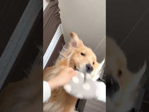 起きて3秒でうるさいの草 大型犬 ゴールデンレトリバー サムネイル