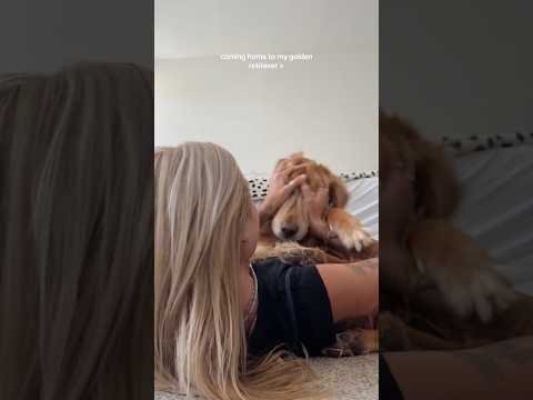 coming home to my golden retriever🥵 goldenretreiver dog ind… サムネイル