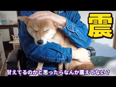 【恐怖】アイツが怖くて抱っこをせがむ柴犬小夏　兵庫県庁周辺散歩後編
