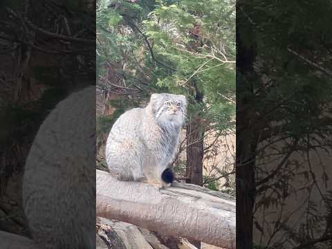 short 復帰したアブリコースちゃん　マヌルネコ　那須どうぶつ王国にて　2025年2月27日