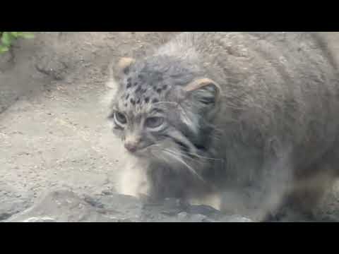 オトちゃん(？)オニク探し中〜　マヌルネコ　神戸どうぶつ王国にて　2025年12月28日 サムネイル