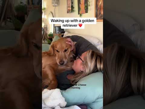 coming home to my golden retriever❤️india retreiver dog pup…