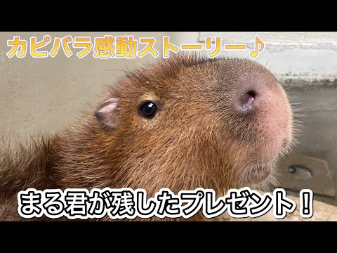 リコッタちゃんに異変！？亡くなったカピバラまる君が残したサプライズプレゼント！！ サムネイル