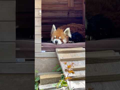 shorts 風太くん 一旦庭のバンガローで休憩  レッサーパンダ　　千葉市動物公園にて　2026年4月18日 サムネイル