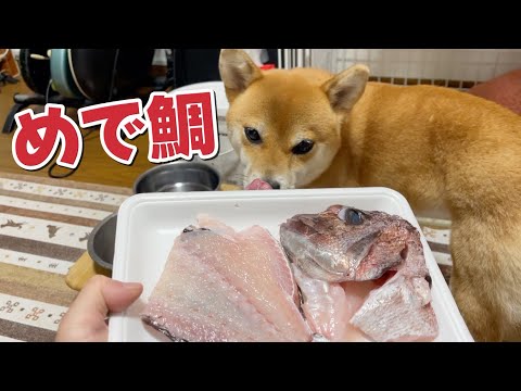 めで鯛！鯛のアラ丸ごといただきます柴犬小夏　ASMR サムネイル
