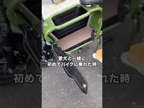 愛犬と一緒に初めてバイクに乗った🏍 コーギー バイク コーギー犬 shorts サムネイル