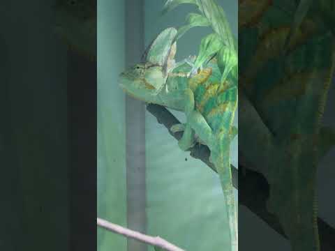 shorts エボシカメレオン　東山動植物園にて　2026年3月14日 サムネイル
