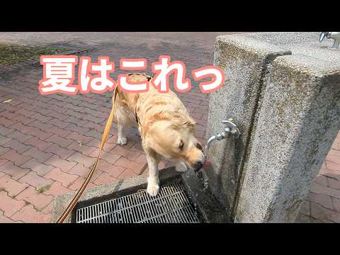 夏はこれでしょ。ゴールデンレトリバーティト