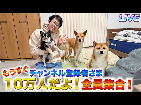 チワワの、のぶなが　もうすぐ10万人！ サムネイル