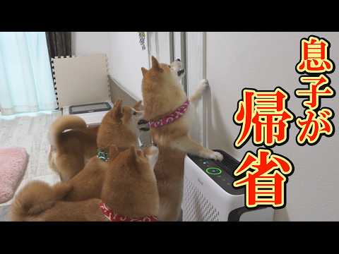 大喜びして発狂する柴犬達。喜び疲れて、動けなくなる柴犬が可愛すぎました。