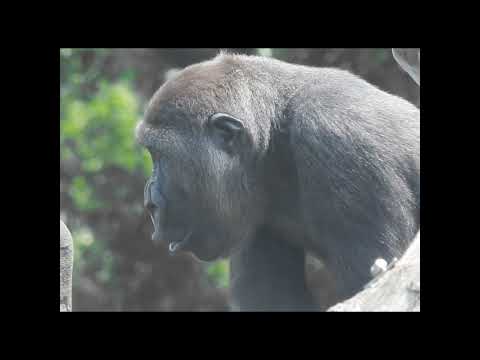 pout call. little gorilla Jabali 5y3m old. shorts. J嘟嘴  3-20 サムネイル