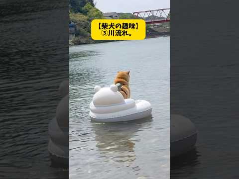 柴犬の趣味に付き合った結果… 柴犬 shorts 川遊び サムネイル
