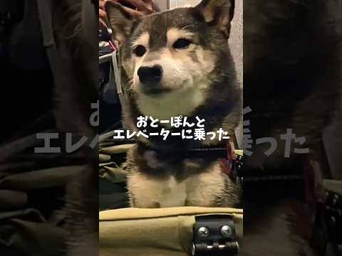 黒柴がエレベーターに乗る時やってること… サムネイル