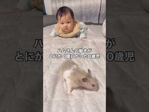 生後5ヶ月の赤ちゃんともうすぐ2歳になるハムスターの初対面 ハムスター 赤ちゃん ハムスターのいる生活 shorts