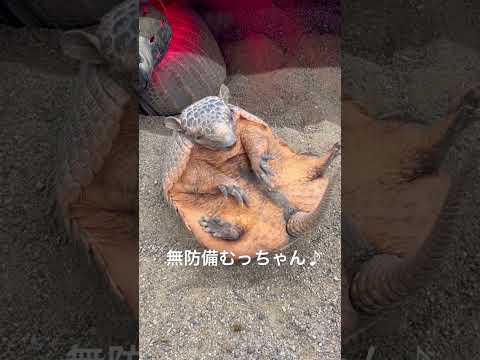 無防備すぎるむっちゃんが可愛い♫shorts アルマジロ かわいい サムネイル
