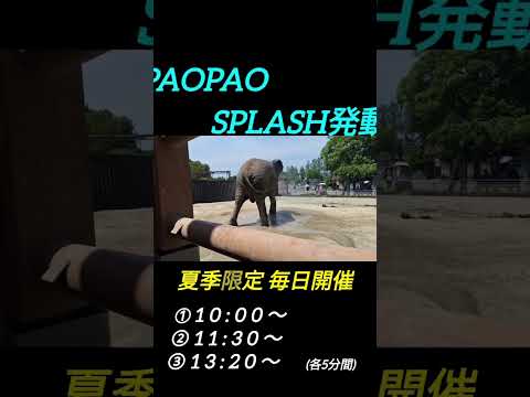 PAO PAO SPLASH発動！！アフリカゾウ東武動物公園 サムネイル