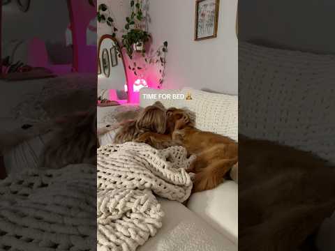 coming home to my golden retriever🥵goldenretreivers dog pup… サムネイル