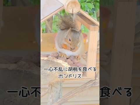 一心不乱に胡桃を食べるホンドリス 東武動物公園 zoo animals 癒し ホンドリス くるみ サムネイル