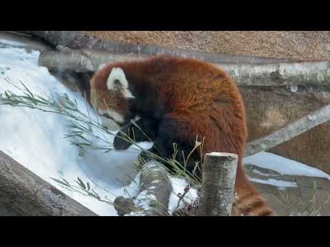 グミママとモグモグ モナカちゃん　レッサーパンダ　那須どうぶつ王国にて　2026年2月1日 サムネイル