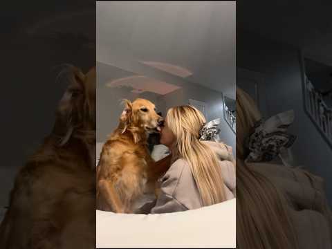 coming home to my golden retriever🥵goldenretreivers dog pup… サムネイル