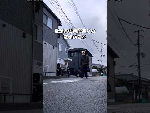 いつも通り変わらない愛犬との散歩風景がこちら 柴犬 散歩 柴犬のいる暮らし shorts サムネイル