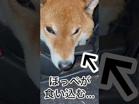 ’26.6.2 力丸の寝方… 柴犬 shibainu 柴犬のいる暮らし 柴犬の日常 車中泊犬 眠い犬 力丸
