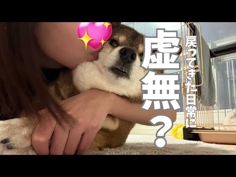 取り戻した日常で柴犬が欲しかったものは・・・ サムネイル