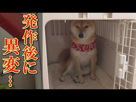 てんかんが治まったあと、普段は絶対にしない行動をとる柴犬が心配になりました・・・ サムネイル
