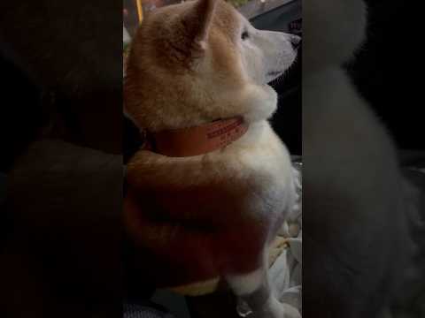 柴犬福 ドライブ出発前の柴犬🤣Shiba-Drive🤣shorts 柴犬 japanesedog shibainu d… サムネイル