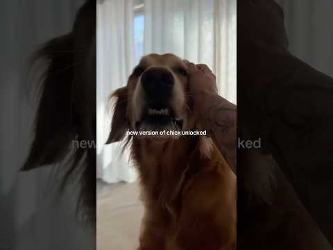 dog-tor coby to rescue🛟goldenpup puppy goldenpupppy dogbree… サムネイル