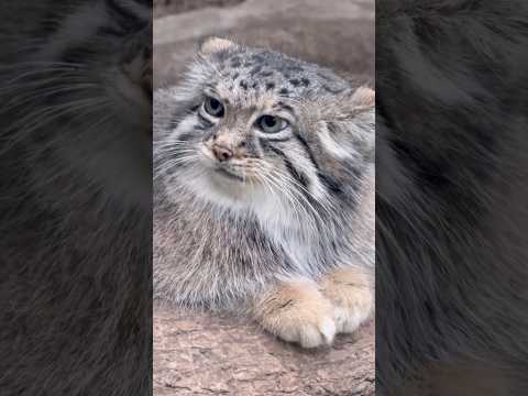 shorts 今日も可愛い❤️アズちゃん　マヌルネコ　神戸どうぶつ王国　2025年12月26日 サムネイル