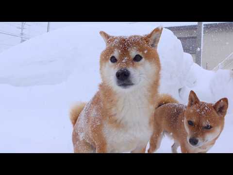 最強寒波二日目は想像を超えてきました。。 サムネイル