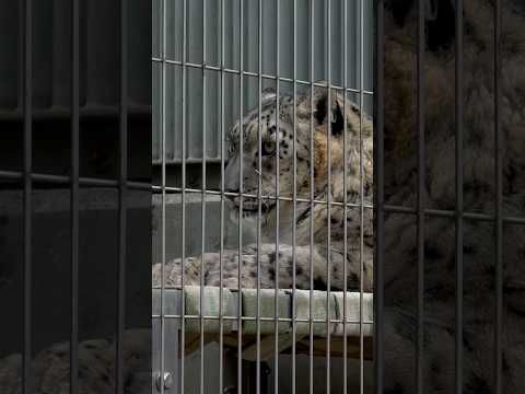 statue ユキチくんとリアンちゃん 見つめ合ってます？　ユキヒョウ　東山動植物園にて　2026年3月13日 サムネイル