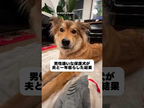 男性嫌いだった保護犬…1年後に見せた変化　　保護犬　犬　かわいい犬　犬のいる暮らし 家族 サムネイル