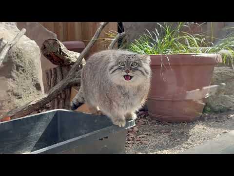 砂箱の淵を起用に歩くオリーヴァちゃん🤭　マヌルネコ　埼玉県こども動物自然公園にて　2026年3月7日 サムネイル