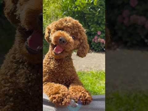 The 4 Best Low-Shedding Dog Breeds shorts dog pets doglove サムネイル